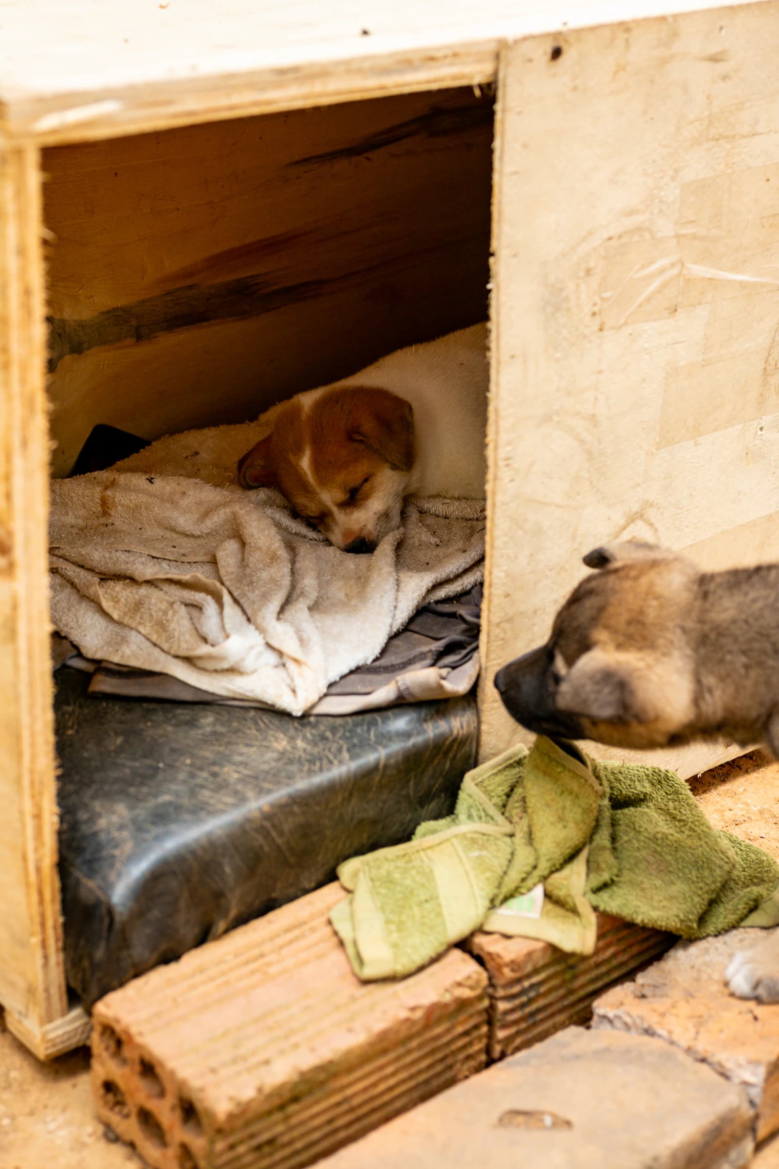 Dos cachorros duermen sobre mantas en un refugio
